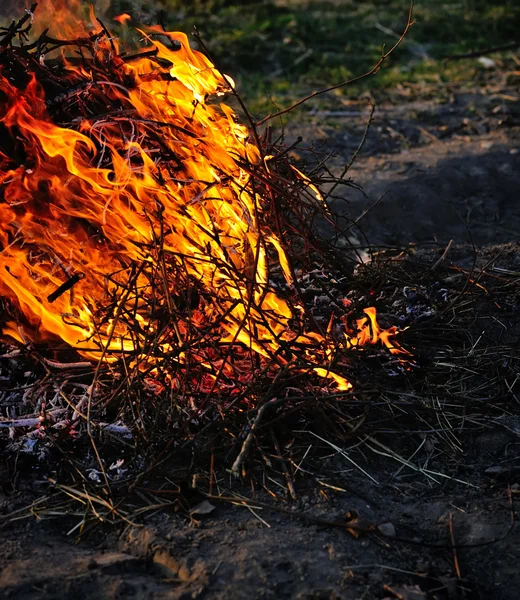 Feu de joie dans la forêt — Photo