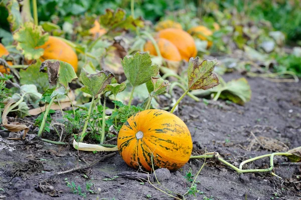 秋の田のつると熟したオレンジ カボチャ — ストック写真