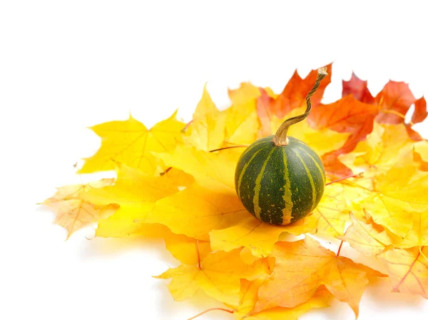 Mini pumpkins on autumn leaves on a white background — Stock Photo, Image