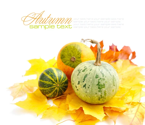 Calabazas decorativas y hojas de otoño sobre un fondo blanco — Foto de Stock