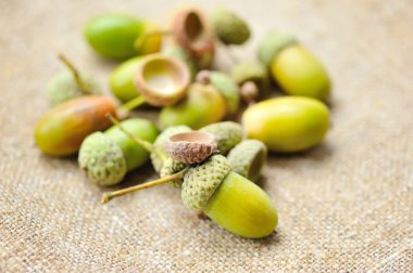 Meşe palamudu Sivas'tan üzerinde