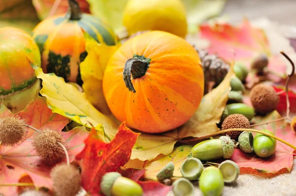 Mini decoratieve pompoenen met eikels op herfst bladeren — Stockfoto