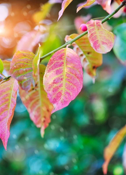 Krásné podzimní pozadí se snítkou vřeteno strom (E — Stock fotografie