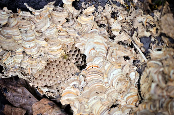 特写的空黄蜂筑巢背景 — 图库照片