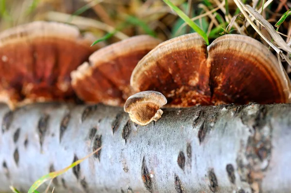 Nærbillede af svampe (Ganoderma lucidum ) - Stock-foto