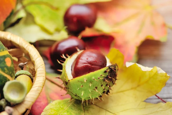 Castañas frescas sobre fondo hojas de otoño —  Fotos de Stock