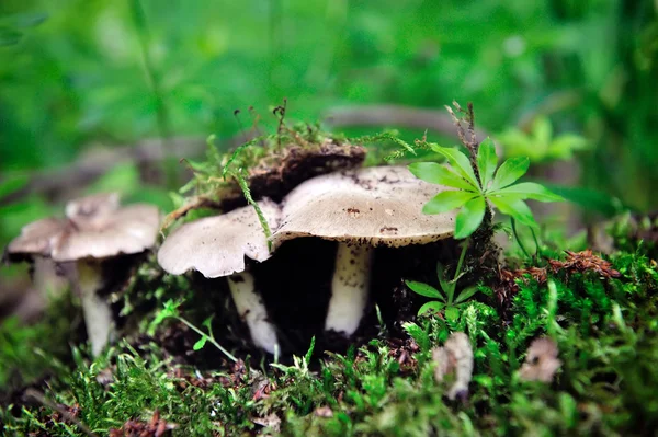 Små svampar i mossan — Stockfoto