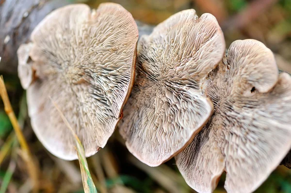 Close-up Mushroom (Ganoderma lucidum) view from below — Stock Photo, Image