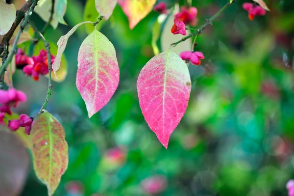 Hermoso fondo de otoño es con la ramita de árbol de husillo (E — Foto de Stock