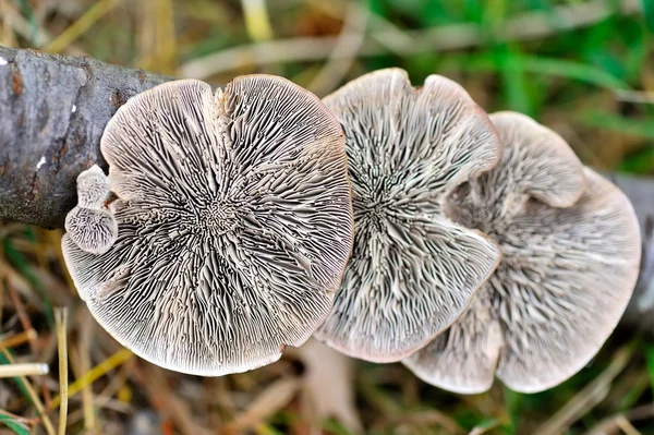 Närbild svamp (Ganoderma lucidum) från nedan — Stockfoto