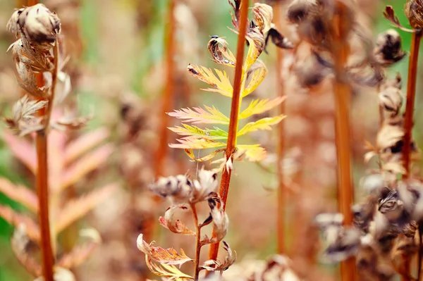 Fondo natural con plantas de otoño —  Fotos de Stock