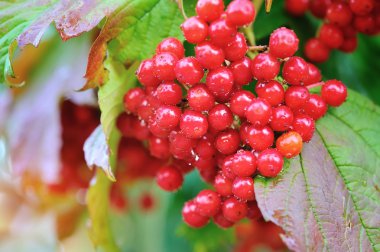 Guelder gül, Viburnum opulus, kırmızı meyveler çiğ ile demet
