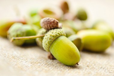 Meşe palamudu Sivas'tan üzerinde