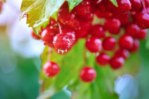 Rosa de Guelder, Viburnum opulus, racimo de bayas rojas con rocío — Foto de Stock