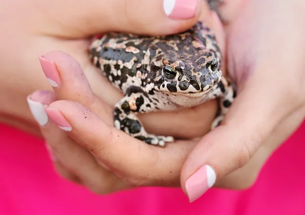 Cute frog on female hands — Stock Photo, Image