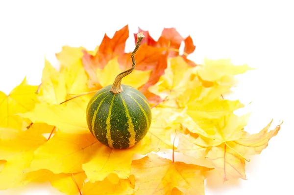 白地に紅葉のミニかぼちゃ — ストック写真