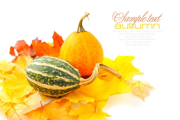 Abóboras decorativas e folhas de outono em um fundo branco — Fotografia de Stock