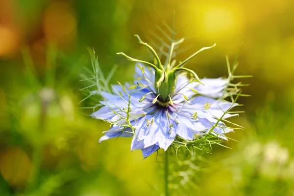 Fekete mag, Nigella sativa, lila, kék virág — Stock Fotó