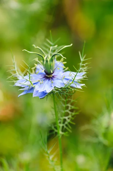 Černá semena, Nigella sativa, fialové modrý květ — Stock fotografie