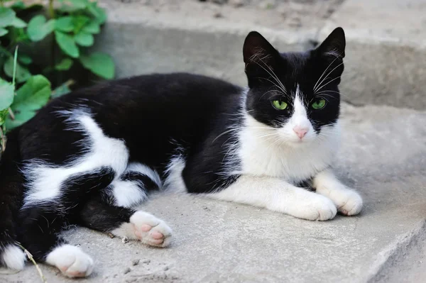 绿眼睛黑白相间的猫 — 图库照片