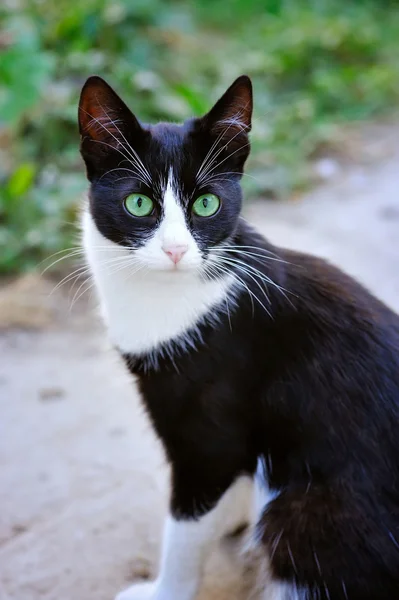 Black and white cat with green eyes — Stock Photo, Image