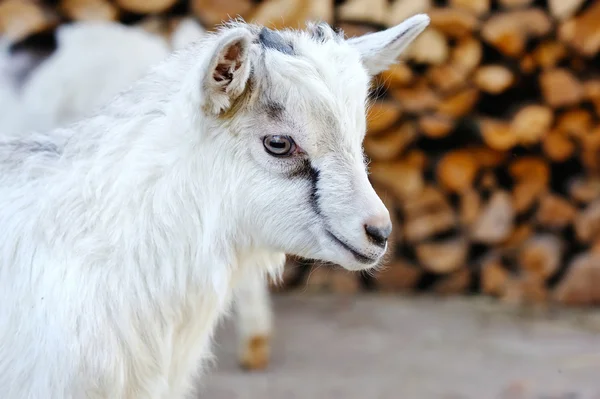 Дитяча коза стоїть на подвір'ї ферми — стокове фото