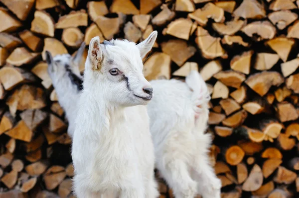 Twee jonge goatlings permanent op de boerderij-werf — Stockfoto