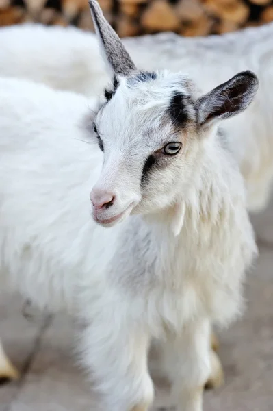 Een jonge goatling staande op de boerderij-werf — Stockfoto