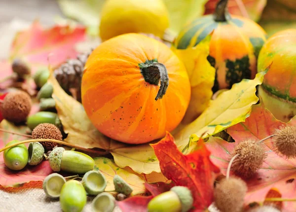 Mini decorative pumpkins with acorns on autumn leaves — Stock Photo, Image
