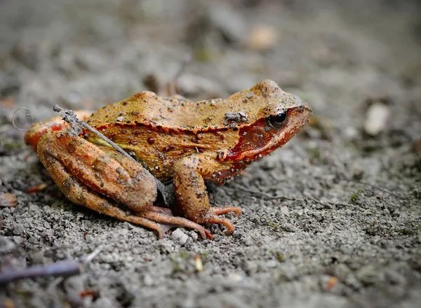 Brauner Frosch (rana temporaria)) — Stockfoto