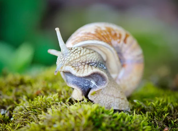 Caracol arrastrándose sobre el musgo —  Fotos de Stock