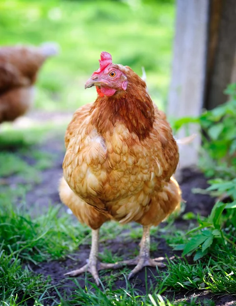 Cute young hen on a green grass — Stock Photo, Image