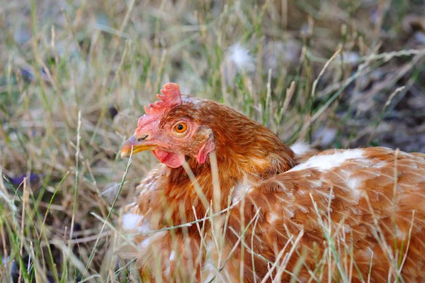 Young hen on autumn grass — Stock Photo, Image