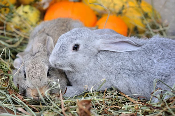 Молодые кролики на сене с тыквами — стоковое фото