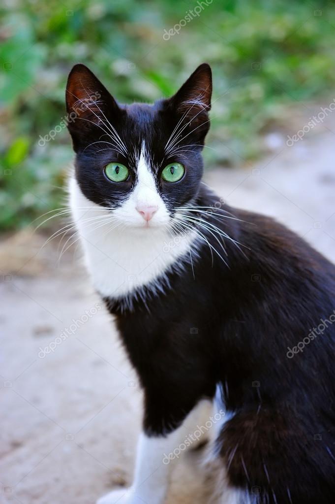 black and white spotted cat with green eyes