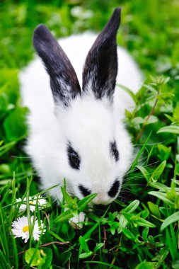 bebek beyaz tavşan çim