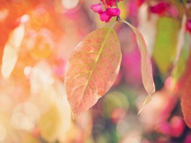 İğ ağacı (Euonymus europaeus delikanlı ile güzel sonbahar arka plan olduğunu)