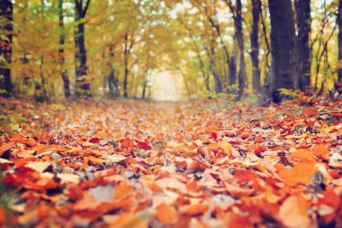 ormanda bir yolda dökülmüş yapraklar yakın çekim