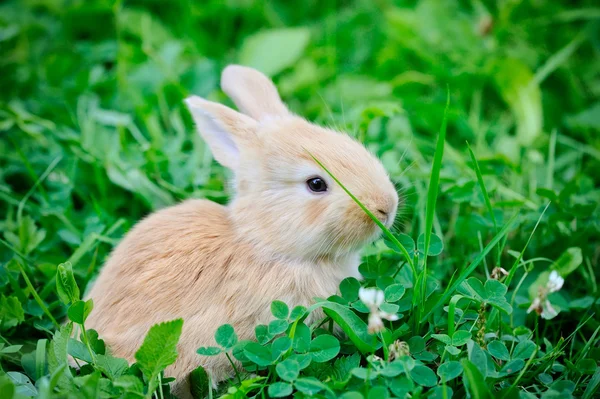 Küçük tavşan yeşil çimen — Stok fotoğraf