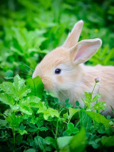 Lille kanin i grønt græs - Stock-foto