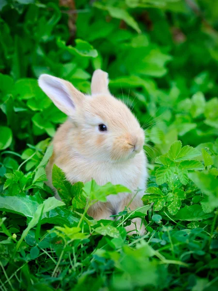 Pequeño conejo en hierba verde —  Fotos de Stock