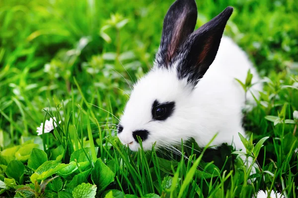 Белый кролик в траве — стоковое фото