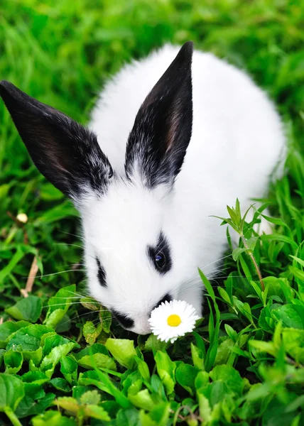 Baby weißes Kaninchen im Gras — Stockfoto