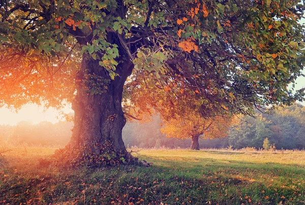 Paesaggio autunnale con albero alla luce del sole — Foto Stock