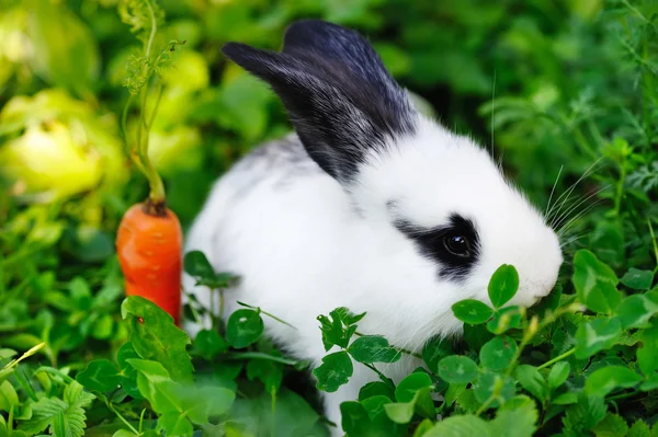 Lustiges weißes Kaninchen mit einer Karotte im Gras — Stockfoto