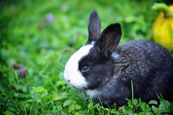 재미 있는 아기 토끼 풀밭에서 — 스톡 사진