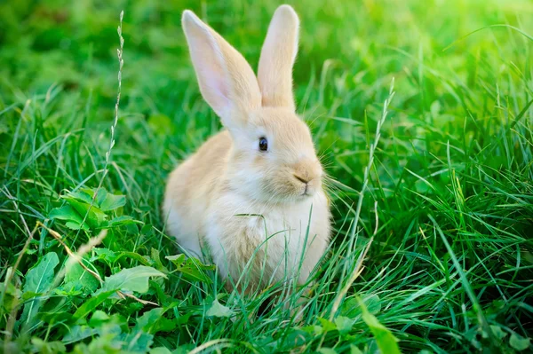 Piccolo coniglio in erba verde — Foto Stock