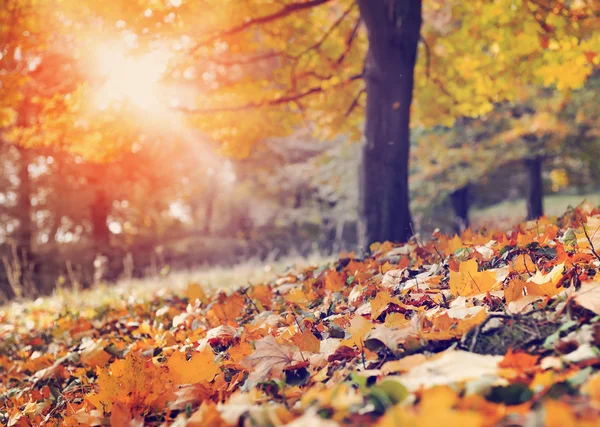 Hojas de arce en el suelo en un hermoso bosque de otoño —  Fotos de Stock