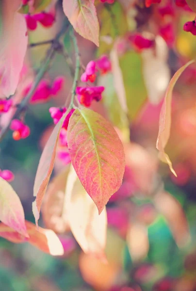 スピンドル ツリー (ニシキギ europaeus の小枝、美しい秋の背景) — ストック写真