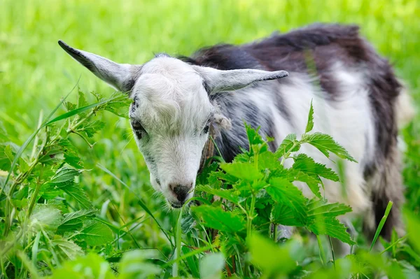 Goat on pasture closeup — Stock Photo, Image